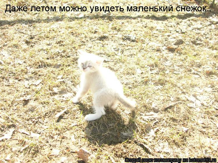 Даже летом можно увидеть маленький снежок..... Котоматрица: Даже летом можно увидеть маленький снежок..