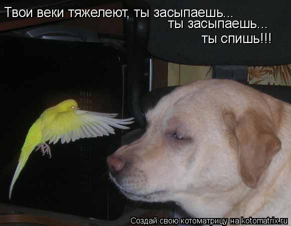 Твои веки тяжелеют, ты засыпаешь... ты засыпаешь... ты спишь!!!... Котоматрица: Твои веки тяжелеют, ты засыпаешь... ты засыпаешь... ты спишь!!!