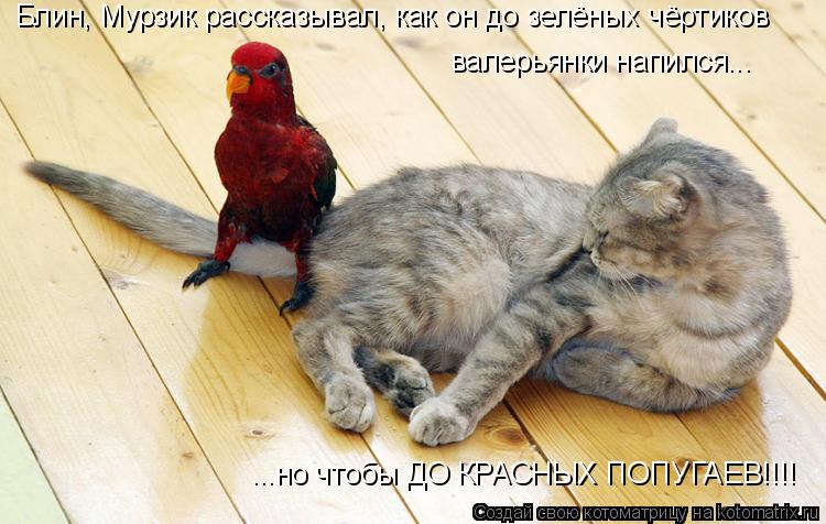 Блин, Мурзик рассказывал, как он до зелёных чёртиков валерьянки напился... ...но чтобы ДО КРАСНЫХ ПО... Котоматрица: Блин, Мурзик рассказывал, как он до зелёных чёртиков валерьянки напился... ...но чтобы ДО КРАСНЫХ ПОПУГАЕВ!!!!