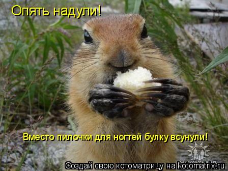 Опять надули! Вместо пилочки для ногтей булку всунули!... Котоматрица: Опять надули! Вместо пилочки для ногтей булку всунули!