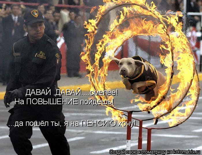 ДАВАЙ ,ДАВАЙ....смелее! На ПОВЫШЕНИЕ пойдёшь! ...да пошёл ты, я на ПЕНСИЮ хочу!... Котоматрица: ДАВАЙ ,ДАВАЙ....смелее! На ПОВЫШЕНИЕ пойдёшь! ...да пошёл ты, я на ПЕНСИЮ хочу!