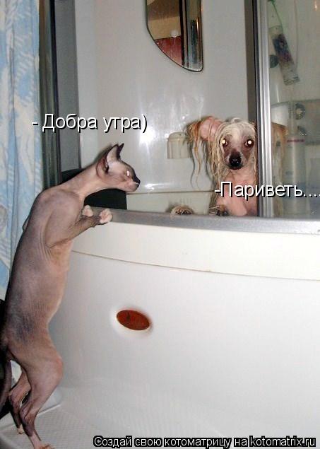Котоматрица: -Париветь.... - Добра утра)