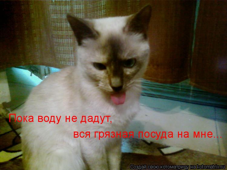 Пока воду не дадут, вся грязная посуда на мне...... Котоматрица: Пока воду не дадут, вся грязная посуда на мне...