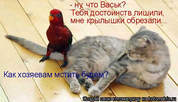 - ну, что Васьк? Тебя достоинств лишили, мне крылышки обрезали... Как хозяевам мстить будем?...... Котоматрица: - ну, что Васьк? Тебя достоинств лишили, мне крылышки обрезали... Как хозяевам мстить будем?...
