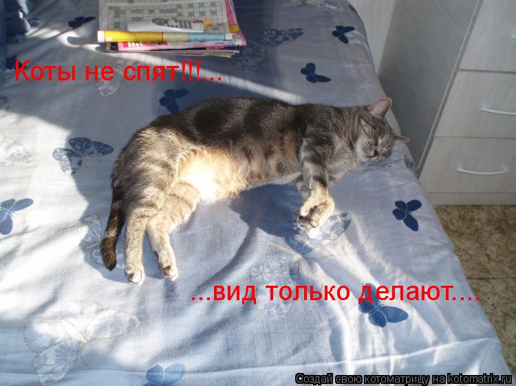 Котоматрица: Коты не спят!!!... ...вид только делают....