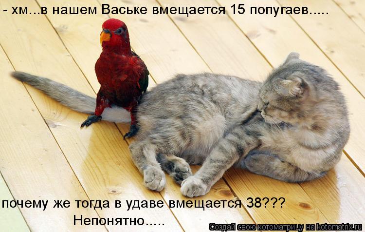- хм...в нашем Ваське вмещается 15 попугаев..... почему же тогда в удаве вмещается 38??? Непонятно..... Котоматрица: - хм...в нашем Ваське вмещается 15 попугаев..... почему же тогда в удаве вмещается 38??? Непонятно.....
