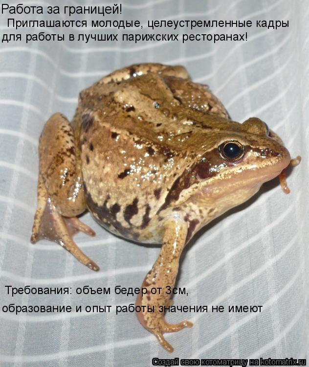 Работа за границей! Приглашаются молодые, целеустремленные кадры для работы в лучших парижских рест... Котоматрица: Работа за границей! Приглашаются молодые, целеустремленные кадры для работы в лучших парижских ресторанах! Требования: объем бедер от 3см,