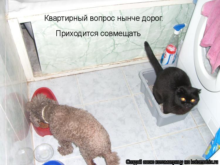 Квартирный вопрос нынче дорог. Приходится совмещать... Котоматрица: Квартирный вопрос нынче дорог. Приходится совмещать