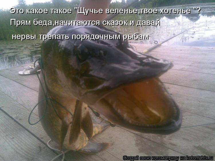 Это какое такое "Щучье веленье,твое хотенье "? Прям беда,начитаются сказок и давай нервы трепать пор... Котоматрица: Это какое такое "Щучье веленье,твое хотенье "? Прям беда,начитаются сказок и давай нервы трепать порядочным рыбам