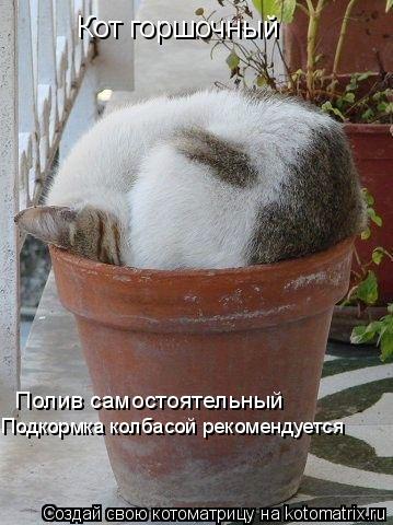 Кот горшочный Полив самостоятельный Подкормка колбасой рекомендуется... Котоматрица: Кот горшочный Полив самостоятельный Подкормка колбасой рекомендуется