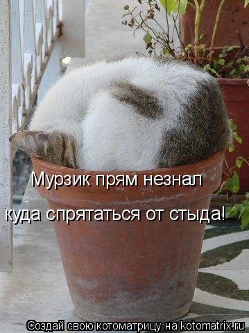 Мурзик прям незнал куда спрятаться от стыда!... Котоматрица: Мурзик прям незнал куда спрятаться от стыда!