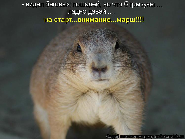 - видел беговых лошадей, но что б грызуны..... ладно давай..... на старт...внимание...марш!!!!... Котоматрица: - видел беговых лошадей, но что б грызуны..... ладно давай..... на старт...внимание...марш!!!!