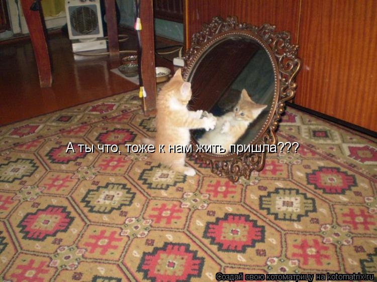А ты что, тоже к нам жить пришла???... Котоматрица: А ты что, тоже к нам жить пришла???