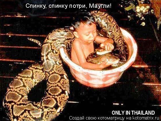 Спинку, спинку потри, Маугли!... Котоматрица: Спинку, спинку потри, Маугли!