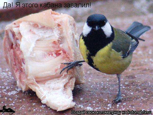 Да! Я этого кабана завалил!... Котоматрица: Да! Я этого кабана завалил!