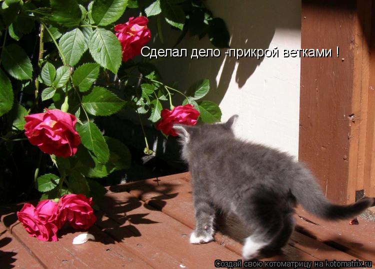 Сделал дело -прикрой ветками !... Котоматрица: Сделал дело -прикрой ветками !