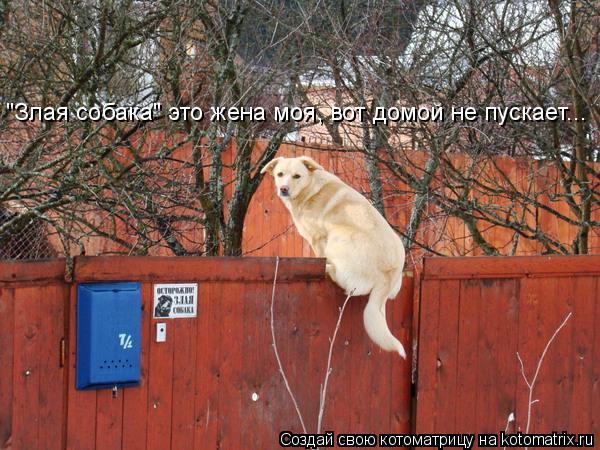 "Злая собака" это жена моя, вот домой не пускает...... Котоматрица: "Злая собака" это жена моя, вот домой не пускает...