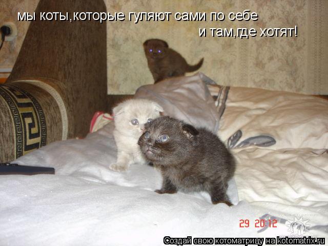 мы коты,которые гуляют сами по себе и там,где хотят!... Котоматрица: мы коты,которые гуляют сами по себе и там,где хотят!
