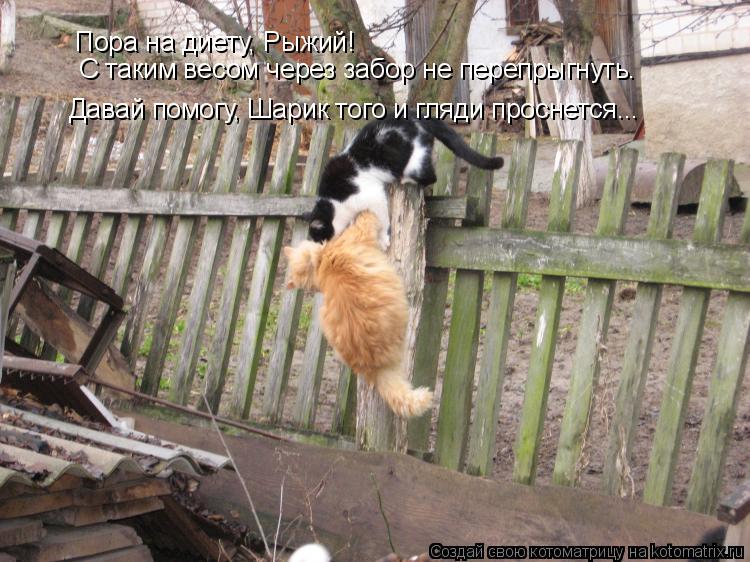 Пора на диету, Рыжий! С таким весом через забор не перепрыгнуть. Давай помогу, Шарик того и гляди про... Котоматрица: Пора на диету, Рыжий! С таким весом через забор не перепрыгнуть. Давай помогу, Шарик того и гляди проснется...