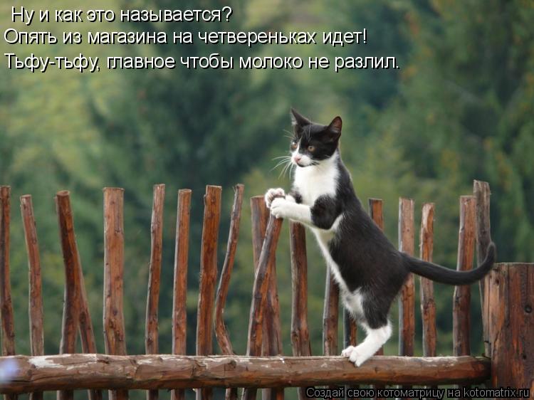 Ну и как это называется? Опять из магазина на четвереньках идет! Тьфу-тьфу, главное чтобы молоко не р... Котоматрица: Ну и как это называется? Опять из магазина на четвереньках идет! Тьфу-тьфу, главное чтобы молоко не разлил.