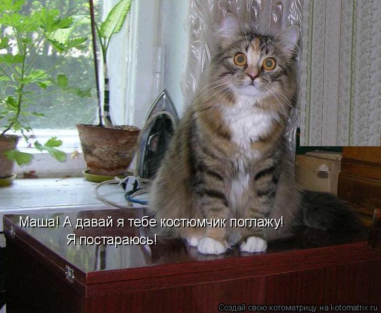 Котоматрица: Маша! А давай я тебе костюмчик поглажу! Я постараюсь!