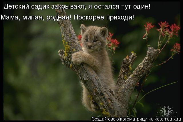 Мама, милая, родная! Поскорее приходи! Детский садик закрывают, я остался тут один!... Котоматрица: Мама, милая, родная! Поскорее приходи! Детский садик закрывают, я остался тут один!