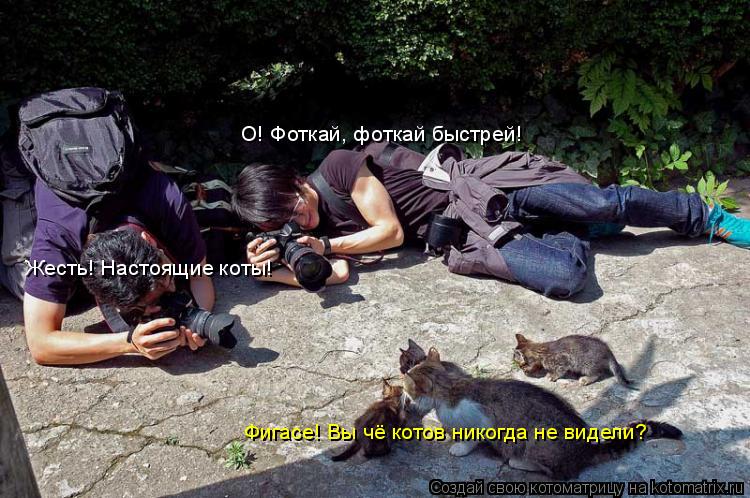 О! Фоткай, фоткай быстрей! Жесть! Настоящие коты! Фигасе! Вы чё котов никогда не видели?... Котоматрица: О! Фоткай, фоткай быстрей! Жесть! Настоящие коты! Фигасе! Вы чё котов никогда не видели?