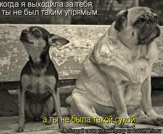когда я выходила за тебя, ты не был таким упрямым... а ты не была такой сукой...... Котоматрица: когда я выходила за тебя, ты не был таким упрямым... а ты не была такой сукой...