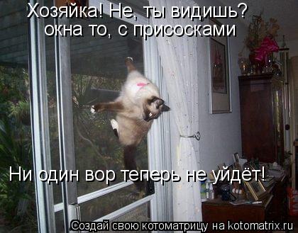 Хозяйка! Не, ты видишь? окна то, с присосками Ни один вор теперь не уйдёт!... Котоматрица: Хозяйка! Не, ты видишь? окна то, с присосками Ни один вор теперь не уйдёт!