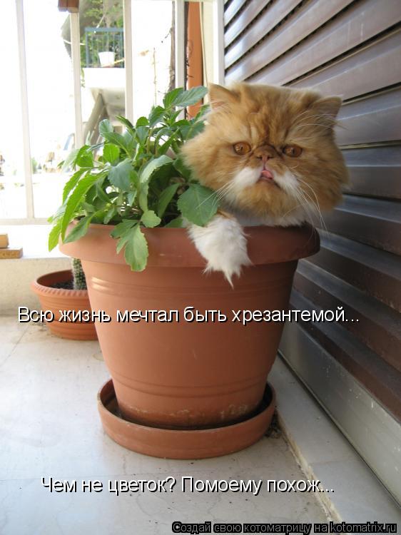 Чем не цветок? Помоему похож... Всю жизнь мечтал быть хрезантемой...... Котоматрица: Чем не цветок? Помоему похож... Всю жизнь мечтал быть хрезантемой...