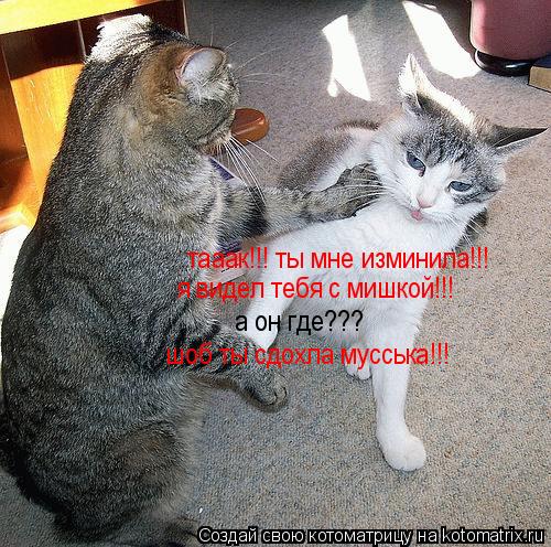 тааак!!! ты мне изминила!!! я видел тебя с мишкой!!! а он где??? шоб ты сдохла мусська!!!... Котоматрица: тааак!!! ты мне изминила!!! я видел тебя с мишкой!!! а он где??? шоб ты сдохла мусська!!!