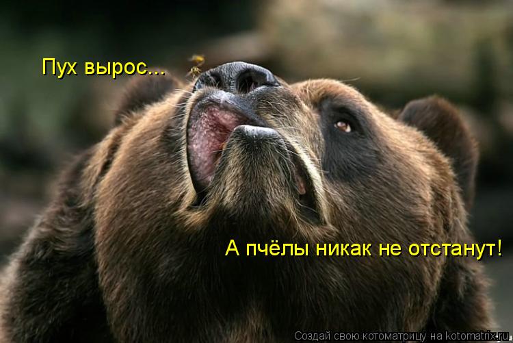 Котоматрица: Пух вырос... А пчёлы никак не отстанут!