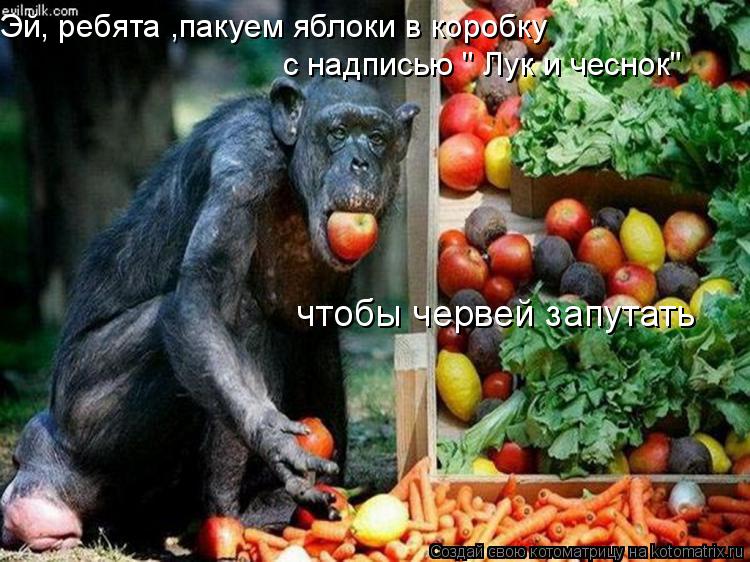 Котоматрица: Эй, ребята ,пакуем яблоки в коробку с надписью " Лук и чеснок" чтобы червей запутать