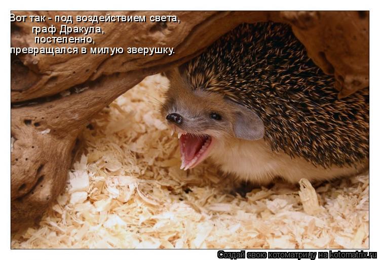 граф Дракула, постепенно, превращался в милую зверушку. Вот так - под воздействием света,... Котоматрица: граф Дракула, постепенно, превращался в милую зверушку. Вот так - под воздействием света,