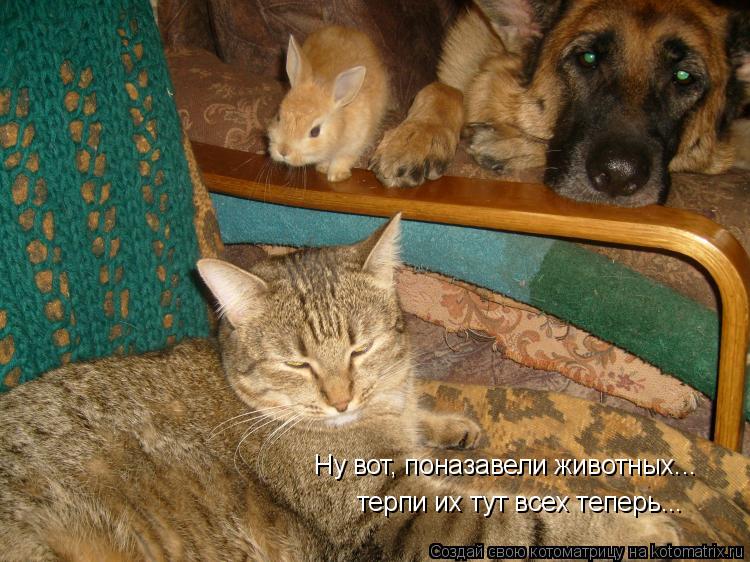 терпи их тут всех теперь... Ну вот, поназавели животных...... Котоматрица: терпи их тут всех теперь... Ну вот, поназавели животных...