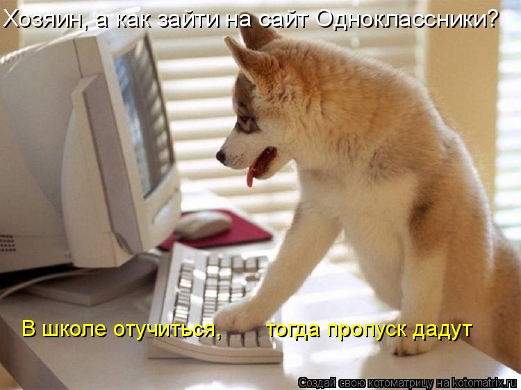 Котоматрица: Хозяин, а как зайти на сайт Одноклассники? В школе отучиться,       тогда пропуск дадут