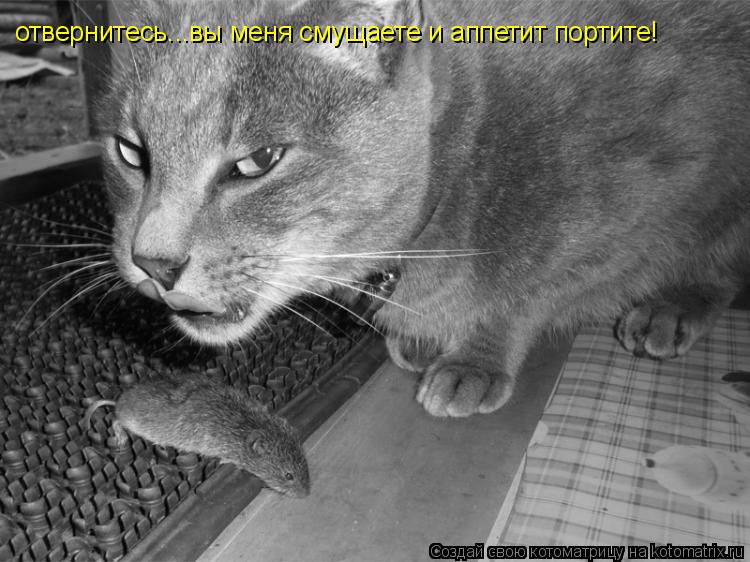 отвернитесь...вы меня смущаете и аппетит портите!... Котоматрица: отвернитесь...вы меня смущаете и аппетит портите!