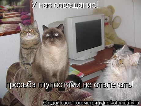 Котоматрица: У нас совещание! просьба глупостями не отвлекать!