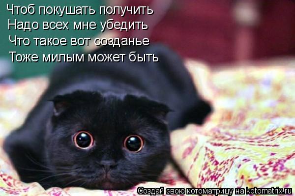 Котоматрица: Чтоб покушать получить Надо всех мне убедить Что такое вот созданье Тоже милым может быть