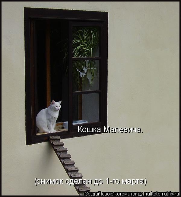 Кошка Кошка Малевича. (снимок сделан до 1-го марта)... Котоматрица: Кошка Кошка Малевича. (снимок сделан до 1-го марта)