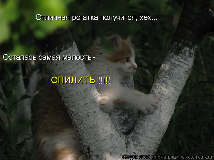 Отличная рогатка получится, хех... Осталась самая малость - СПИЛИТЬ !!!!!... Котоматрица: Отличная рогатка получится, хех... Осталась самая малость - СПИЛИТЬ !!!!!