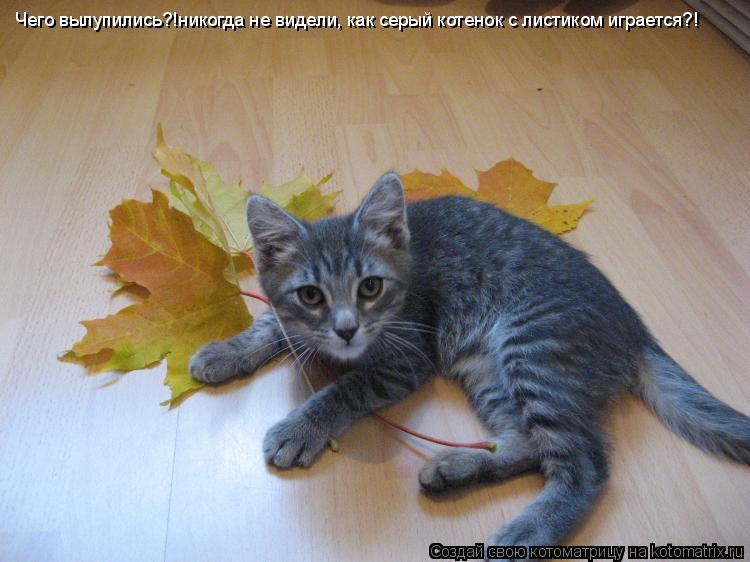 Чего вылупились?!никогда не видели, как серый котенок с листиком играется?!... Котоматрица: Чего вылупились?!никогда не видели, как серый котенок с листиком играется?!