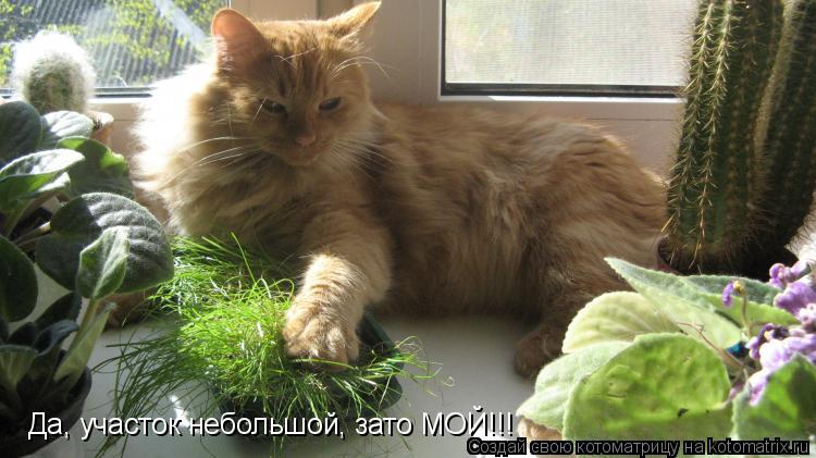 Да, участок небольшой, зато МОЙ!!!... Котоматрица: Да, участок небольшой, зато МОЙ!!!