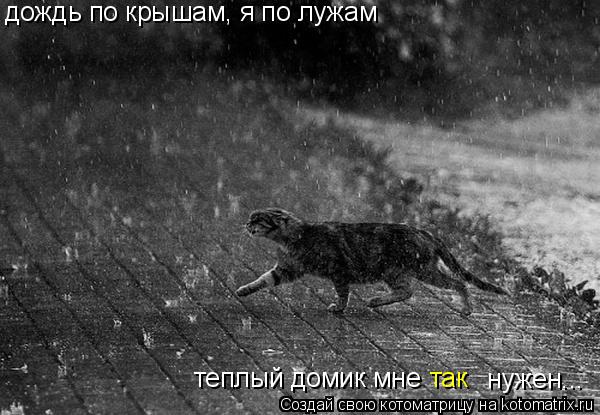 дождь по крышам, я по лужам теплый домик мне нужен... так... Котоматрица: дождь по крышам, я по лужам теплый домик мне нужен... так