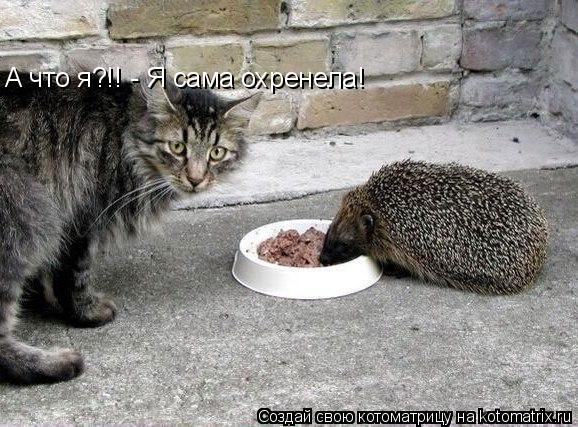 А что я?!! - Я сама охренела!... Котоматрица: А что я?!! - Я сама охренела!