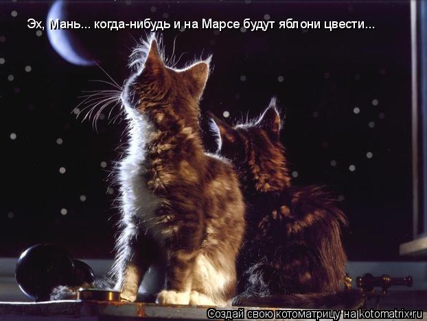 Эх, Мань... когда-нибудь и на Марсе будут яблони цвести...... Котоматрица: Эх, Мань... когда-нибудь и на Марсе будут яблони цвести...