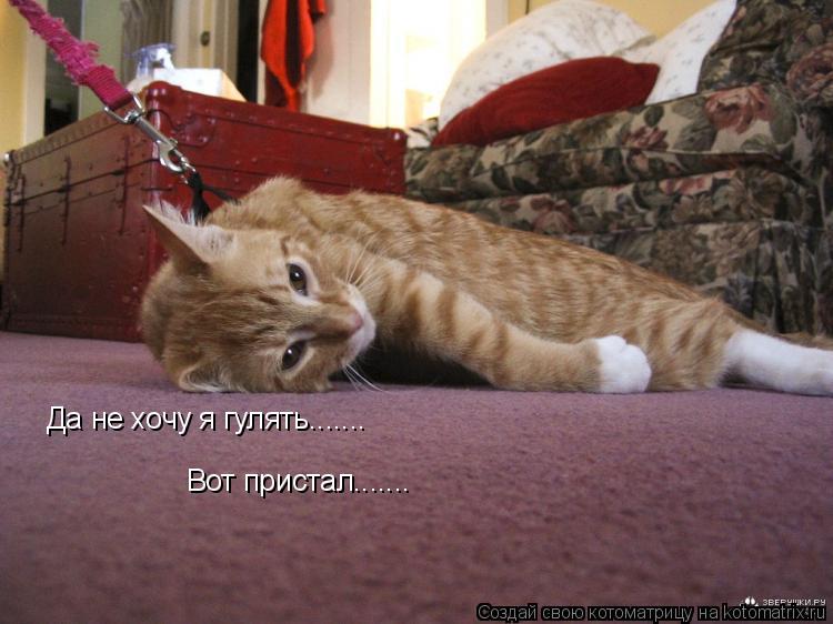 Да не хочу я гулять....... Вот пристал.......... Котоматрица: Да не хочу я гулять....... Вот пристал.......