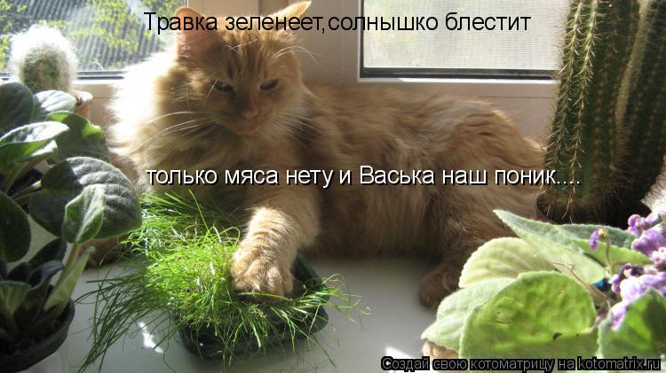 Котоматрица: Травка зеленеет,солнышко блестит только мяса нету и Васька наш поник....