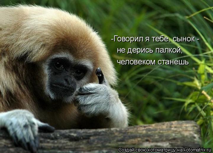 Котоматрица: -Говорил я тебе, сынок -  не дерись палкой, человеком станешь