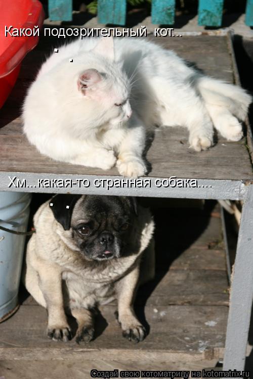 Хм...какая-то странная собака.... . . Какой подозрительный кот... . .... Котоматрица: Хм...какая-то странная собака.... . . Какой подозрительный кот... . .